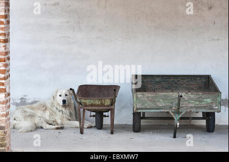 Villa Emo, Monselice, Venetien, Italien. Der Familienhund (ein riesiger weißer Maremma Sheepdog oder Maremmano) flüchtet im Schatten vor der Sommerhitze Stockfoto