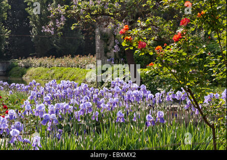 Villa Emo, Monselice, Italien. Iris und Rosen wachsen in der Nähe des Hauses und blühen im Frühsommer Stockfoto