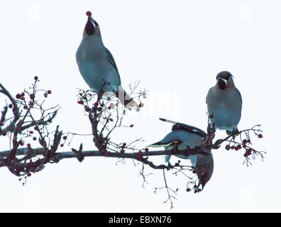 Seidenschwänze mit Rowan Berrys, Bombycilla Garrulus, Sorbus aucuparia Stockfoto