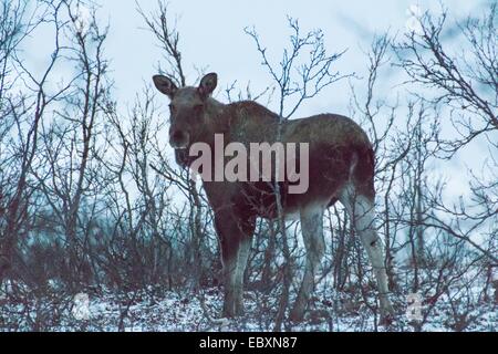 Elch im Winter, Alces alces Stockfoto