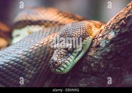 Rautenpython Im Zoo von Perth, Morelia Spilota Imbricata / Südwesten Teppich Python, Morelia Spilota Imbricata Stockfoto