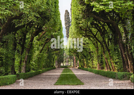 Villa Rizzardi (Giardino di Pojega), Negrar, Italien. Eine lange schattige Allee mit Hopfenhainbuchenbäumen (Ostrya carpinifolia) mit ihrem zentral gemähten „Tapis vert“ Stockfoto