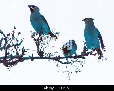 Seidenschwänze mit Rowan Berrys, Bombycilla Garrulus, Sorbus aucuparia Stockfoto