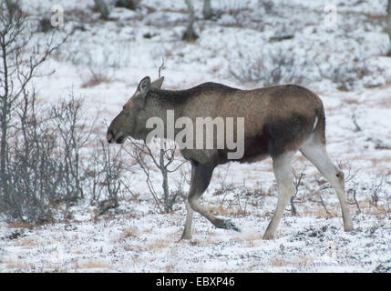 junge Elche im Winter, Alces alces Stockfoto