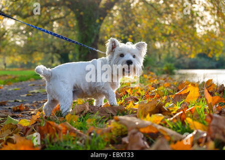 West Highland Terrier im goldenen Herbst Blätter Stockfoto