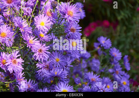 großer Strauch mit violetten Chrysantheme mit vielen Blumen Stockfoto