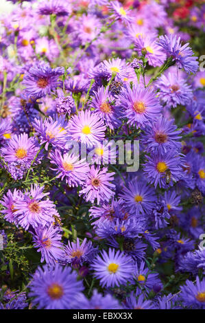 großer Strauch mit violetten Chrysantheme mit vielen Blumen Stockfoto