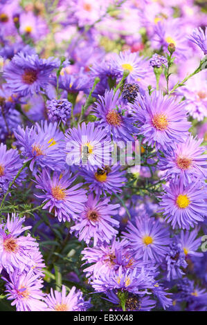 großer Strauch mit violetten Chrysantheme mit vielen Blumen Stockfoto