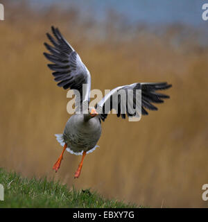 Graugans (Anser Anser) ab, Niederlande, Friesland Stockfoto