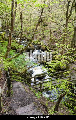 Burbage Bach fließt unter einer der Brücken und durch den Wald in Padley Schlucht, Derbyshire, Peak District National Park, England, UK. Stockfoto