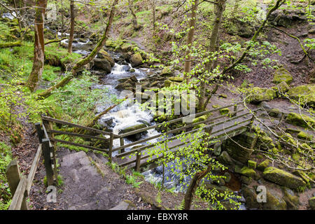 Fußweg und Brücke über einen Bach, Burbage Bach, durch die Wälder bei padley Schlucht, Derbyshire, Peak District National Park, England, Großbritannien fließt. Stockfoto