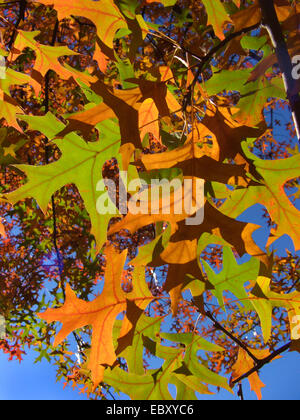 PIN-Eiche (Quercus Palustris), Blätter im Herbst Stockfoto