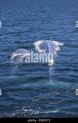 Blauwal (Balaenoptera Musculus), mit jung, Mexiko, Baja California, Gorda Banks Stockfoto