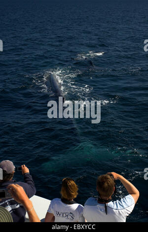 Blauwal (Balaenoptera Musculus) mit Kalb neben einem Boot, Mexiko, Baja Kalifornien, Sea of Cortez Stockfoto