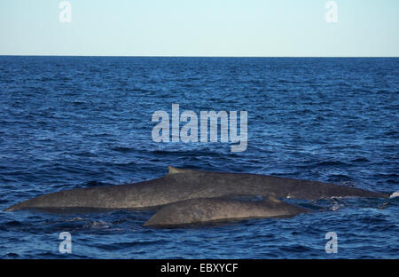 Blauwal (Balaenoptera Musculus) mit Kalb, Mexico, Baja Kalifornien, Sea of Cortez Stockfoto