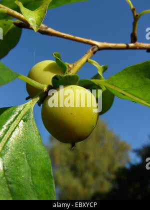 Datum-Pflaume-Baum (Diospyros Lotus), Früchte Stockfoto