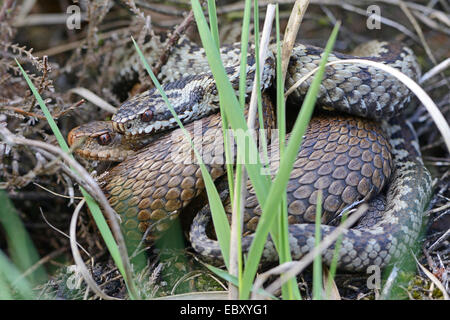 Gemeinsamen europäischen Kreuzottern oder gemeinsamen europäischen Vipern (Vipera Berus), Niederlangen, Emsland, Niedersachsen, Deutschland Stockfoto