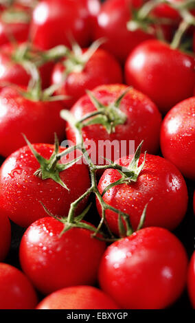 Tomate (Lycopersicon Lycopersicum), Rispe Stockfoto