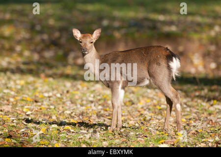 Sika Rotwild (Cervus Nippon), Hind stehend in einer Waldwiese, Gefangenschaft, Bayern, Deutschland Stockfoto