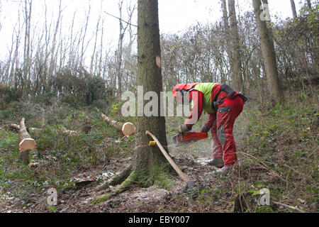 Holzfäller arbeiten im Wald Stockfoto