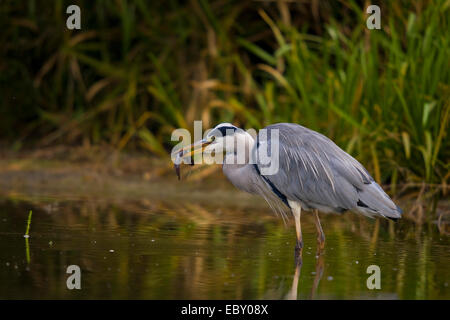 Graureiher (Ardea Cinerea), im Wasser stehend mit Fisch im Schnabel, der Schweiz, Sankt Gallen, Rheineck Stockfoto