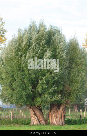 Silberweide (Salix Alba), zwei ausgewachsene Kopfweiden stehen eng nebeneinander, Deutschland Stockfoto