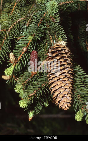 Gemeine Fichte (Picea Abies), Zweig mit jungen und alten Kegel, Deutschland Stockfoto