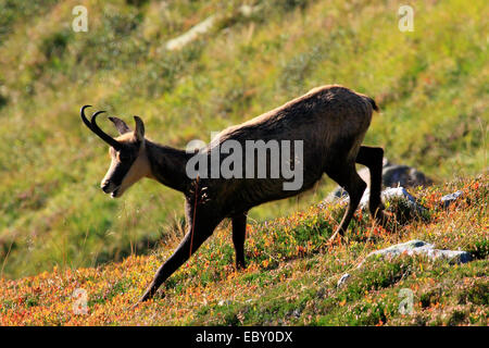 Gämse (Rupicapra Rupicapra), weibliche am Niederhorn, Schweiz, Berner Oberland Stockfoto