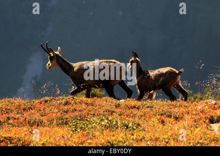 Gämse (Rupicapra Rupicapra), Weibchen mit jungen am Niederhorn, Schweiz, Berner Oberland Stockfoto