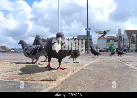 häusliche Taube (Columba Livia F. Domestica), mehrere auf einem Pflaster, Niederlande, Noordwijk Stockfoto