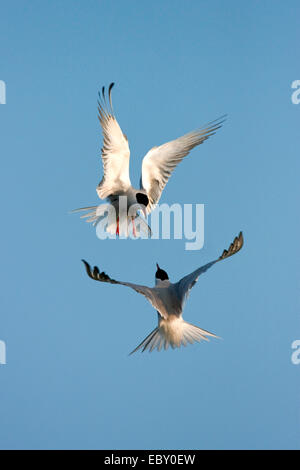 Seeschwalbe (Sterna Hirundo), zwei Vögel, die einander in der Luft, Niederlande, Texel angreifen Stockfoto