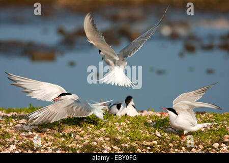 Seeschwalbe (Sterna Hirundo), drei Vögel einander an einem Ufer angreifen mit Gras- und unzählige Muscheln, Niederlande, Texel bedeckt Stockfoto