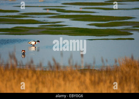 gemeinsamen Brandgans (Tadorna Tadorna), auf der Suche nach Nahrung in the Wadden Sea, Niederlande, Texel Stockfoto