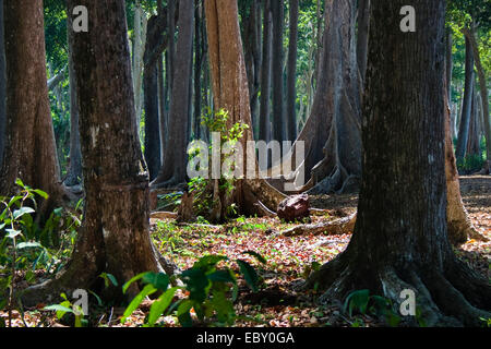 große Bäume mit Strebepfeiler Wurzeln im tropischen Regenwald, Indien, Andamanen Stockfoto