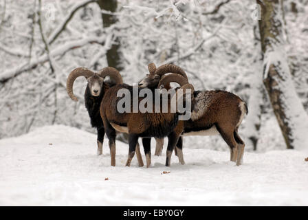 Mufflon (Ovis Musimon, Ovis Gmelini Musimon, Ovis Orientalis Musimon), Mufflon Widder im Schnee, Deutschland Stockfoto