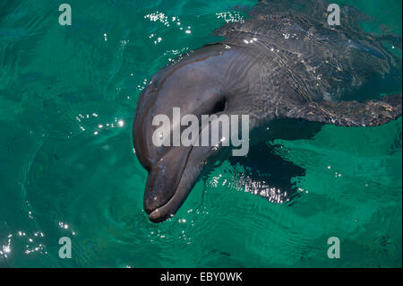 Gemeinsame große Tümmler (Tursiops Truncatus) im Hafen von Honiara, Honiara, Salomonen Stockfoto