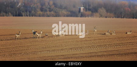 Reh (Capreolus Capreolus) stehend und liegend in einem Feld, Erfurt, Thüringen, Deutschland Stockfoto