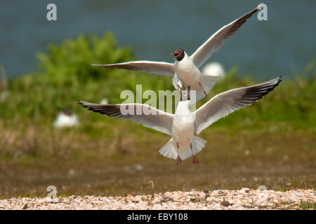 Lachmöwe (Larus Ridibundus, Chroicocephalus Ridibundus), zwei Vögel, die einander in der Luft angreifen, über eine Muschel Bank, Niederlande, Texel Stockfoto