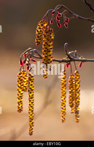 Schwarz-Erle, Schwarzerle, männliche und weibliche Blütenstände, Deutschland, Nordrhein-Westfalen, Europäische Erle (Alnus Glutinosa) Stockfoto