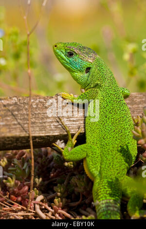 Östlichen grüne Eidechse, europäische grüne Eidechse, Smaragd Eidechse (Lacerta Viridis, Lacerta Viridis Viridis), sitzt auf einem hölzernen Pfosten, Deutschland, Baden-Württemberg, Kaiserstuhl Stockfoto