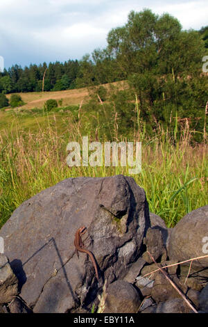 vivipare Eidechse, europäischen gemeinen Eidechse (Lacerta Vivipara, Zootoca Vivipara), sitzt auf einem Felsen, Deutschland, Rheinland-Pfalz Stockfoto