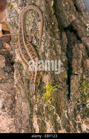 Zauneidechse (Lacerta Agilis), sitzt an einem Baum Stamm, Deutschland, Rheinland-Pfalz Stockfoto