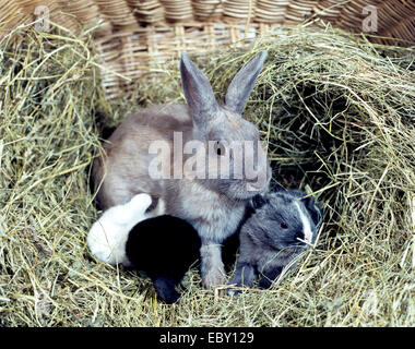 Hauskaninchen (Oryctolagus Cuniculus F. Domestica), Kaninchen mit Jungtieren in den besten Stockfoto