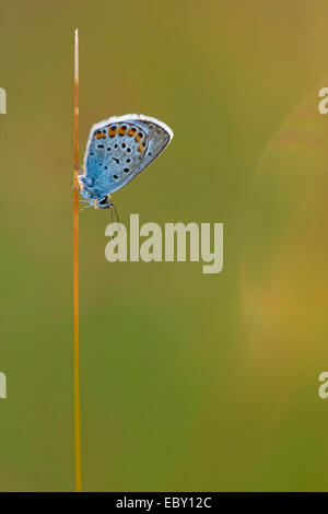 Silber besetzte blau (Plebejus Argus, Plebeius Argus), Männlich, sitzen an einem Keimling, Germany, North Rhine-Westphalia, Siegerland Stockfoto