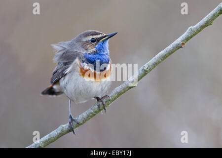 Blaukehlchen (Luscinia Svecica) thront auf einem Zweig, Texel, West Ostfriesischen Inseln, Provinz Nord-Holland, Niederlande Stockfoto