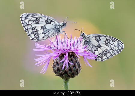 Zwei marmorierten weißen Schmetterlinge (Melanargia Galathea) auf Brownray Flockenblume (Centaurea Jacea), Nordhessen, Hessen, Deutschland Stockfoto