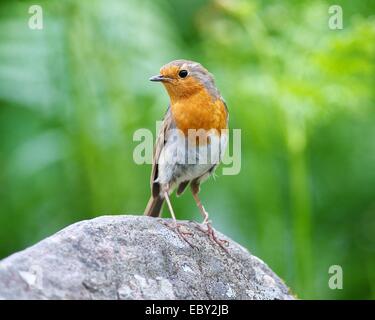 Ein Rotkehlchen steht auf einem grauen Felsen mit diffusem Grünpflanzen hinter. Stockfoto