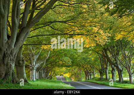 Kingston Lacy Beech Avenue auf der Straße in der Nähe von Badbury Rings, Dorset, England. Frühjahr (Mai) 2014. Stockfoto