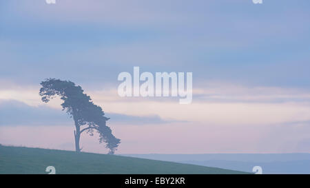 Einsame Kiefer auf einem ländlichen Hügel in der Morgendämmerung, Devon, England. (Juli) im Sommer 2014. Stockfoto