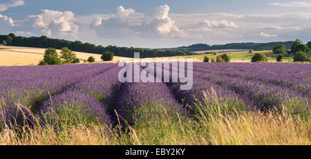 Lavendel-Feld in Blume, Snowshill, Cotswolds, England. (Juli) im Sommer 2014. Stockfoto